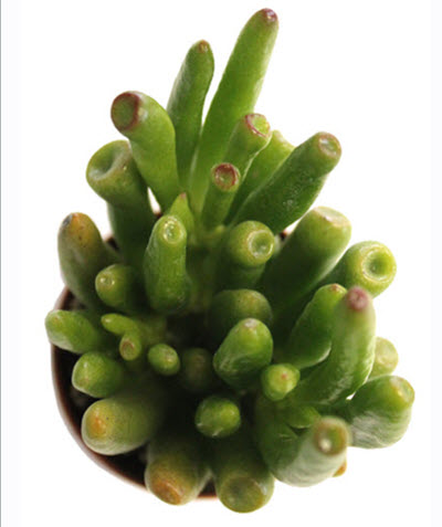 Ovata Jade Plant Crassula 